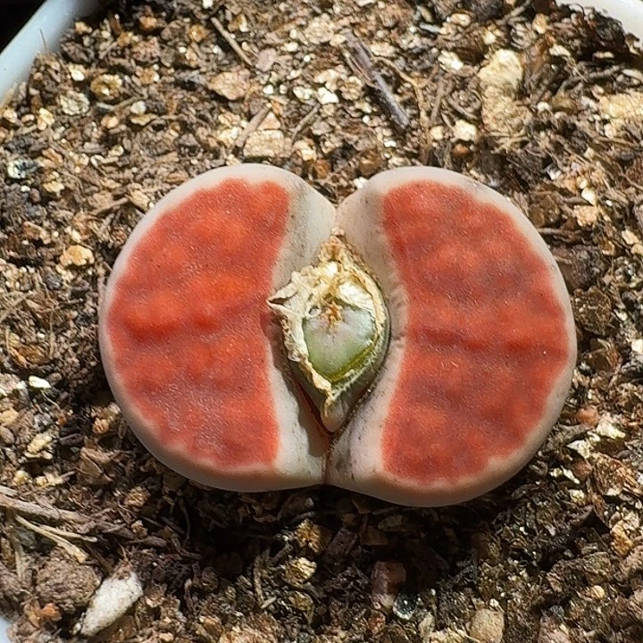 生石花2233:3。  73