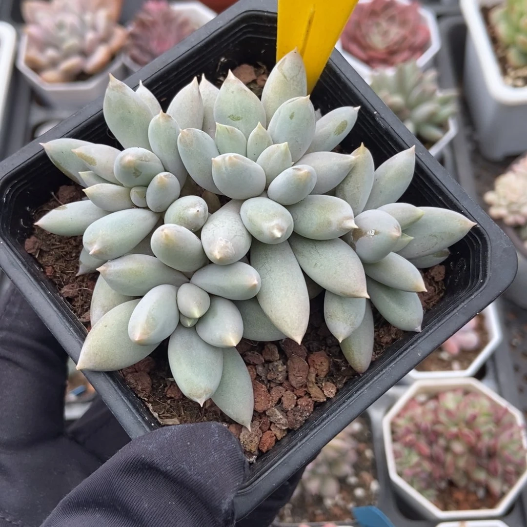 857哥特多肉植物多肉植物