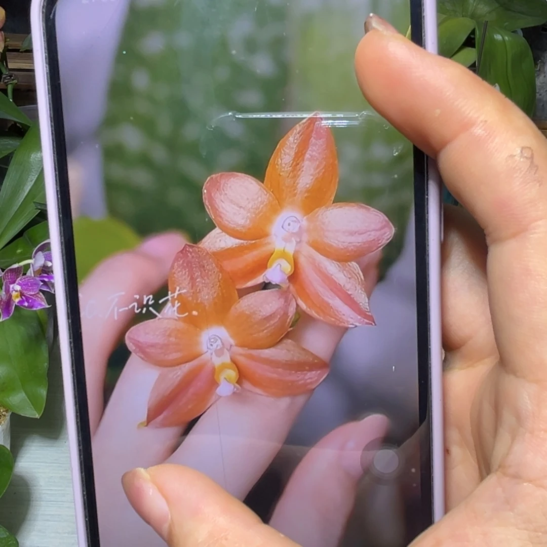 当前无花栽培后可以开花