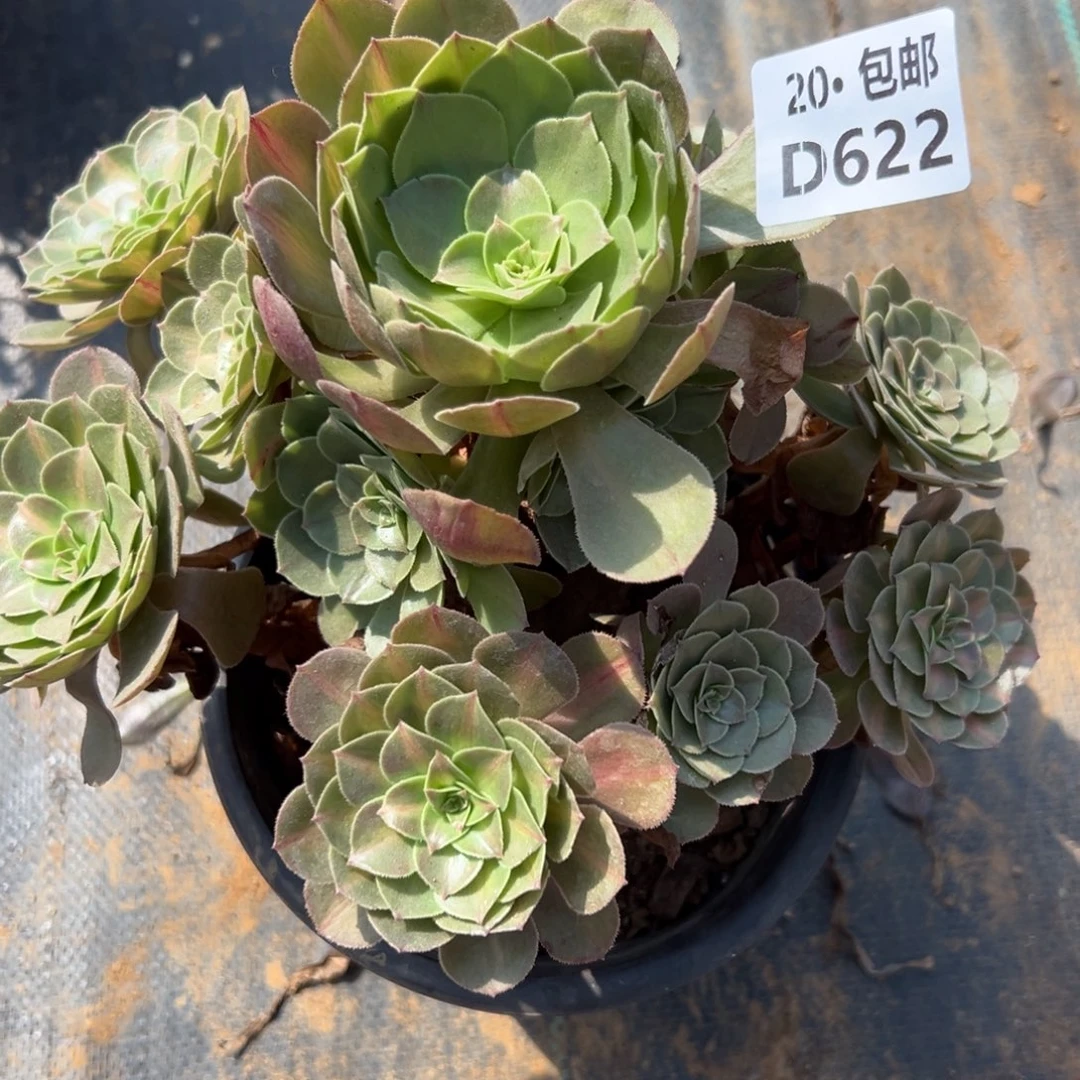 622红茶，多肉法师说
