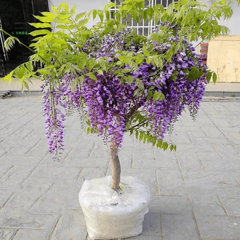 紫藤树苗老桩带花苞庭院花园开花爬藤植物紫藤花苗围墙攀爬耐寒