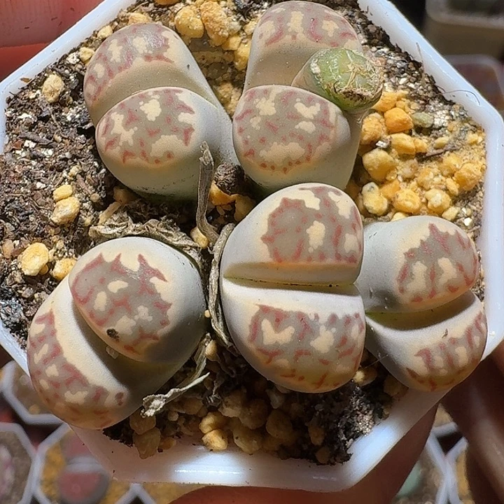 生石花222222。   161