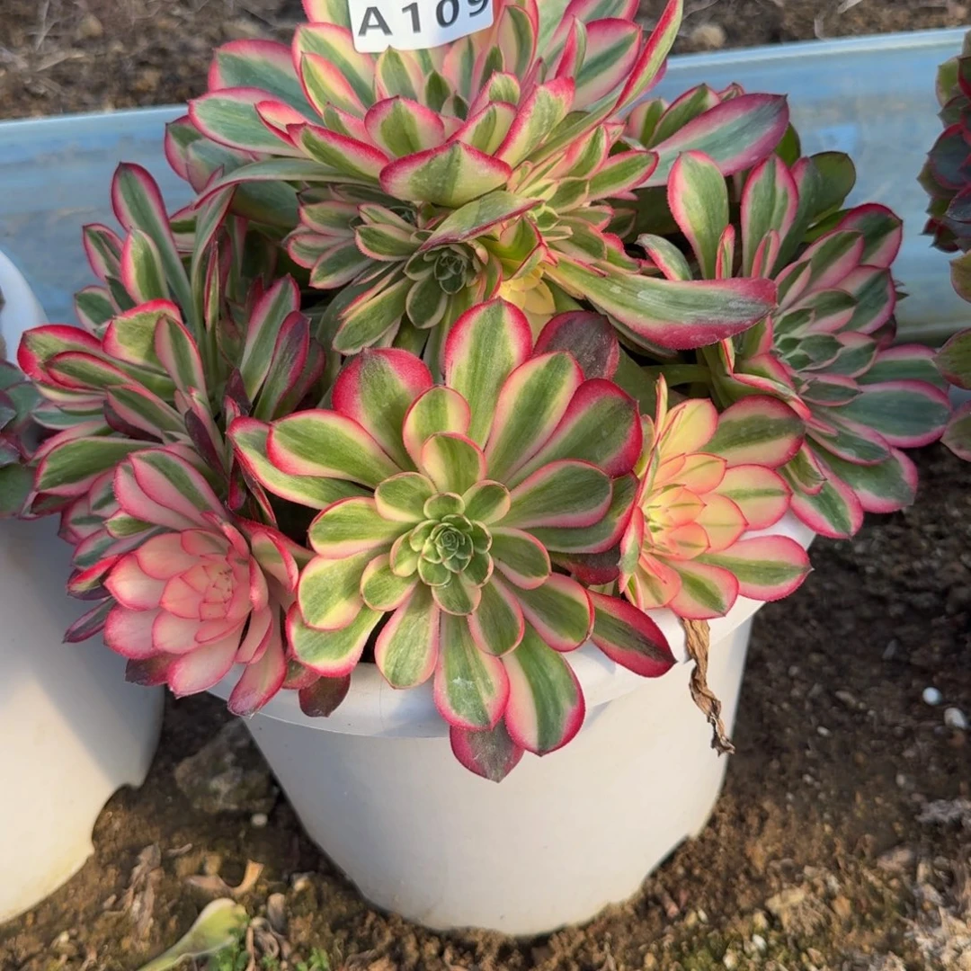 109瑶光。多肉植物