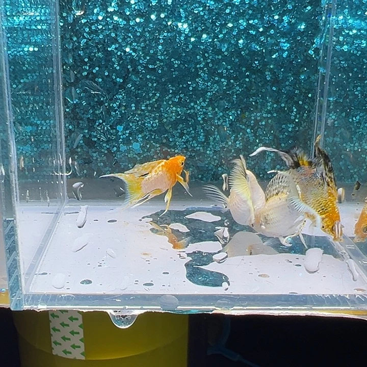 用***3海水鱼三色3公1母