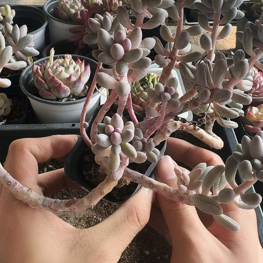 满20包邮零下拍保温箱