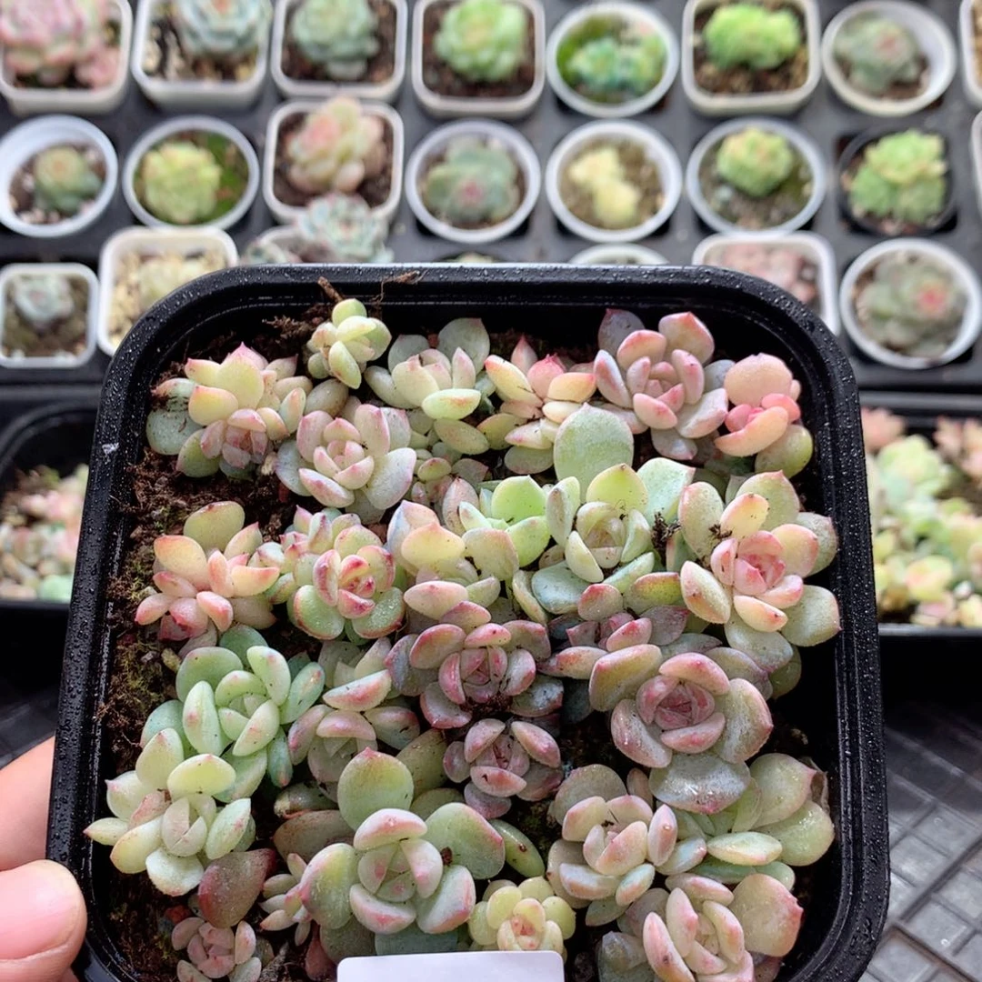 无花朵V112英语英语