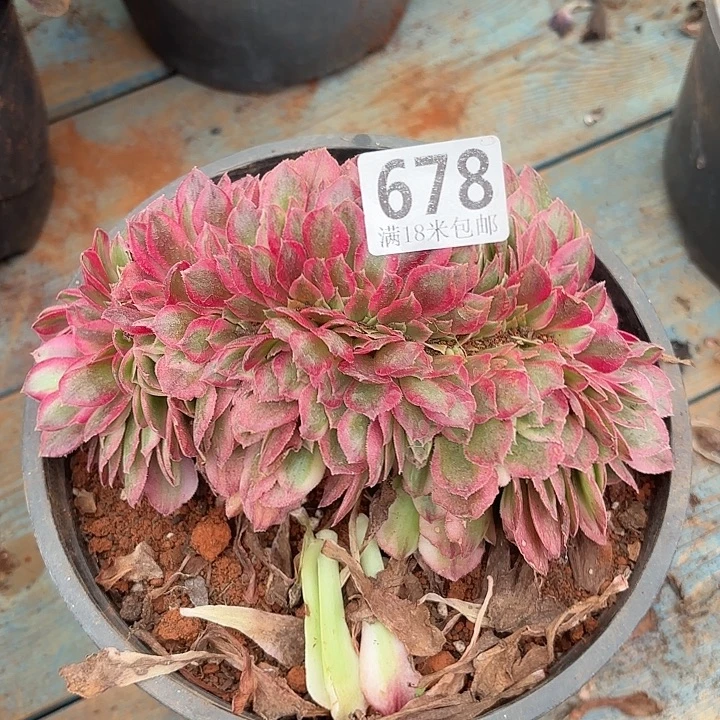 678倾城缀化掌心多肉法师锦不包侧枝断枝