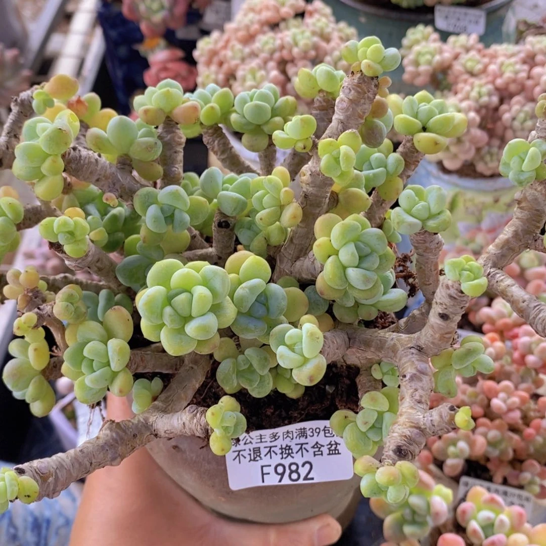 劳尔老桩有掉叶16cm982多肉