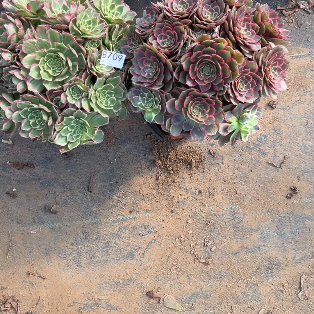 嘉***嘉709两颗组合多肉植物