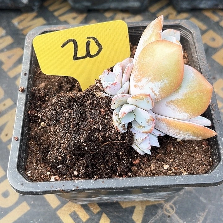 宗***荣奶茶20号码牌子的话题了