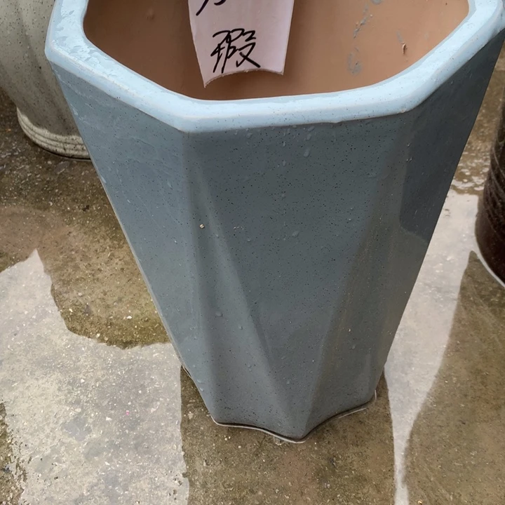 花盆里的小猫咪也太可爱车c