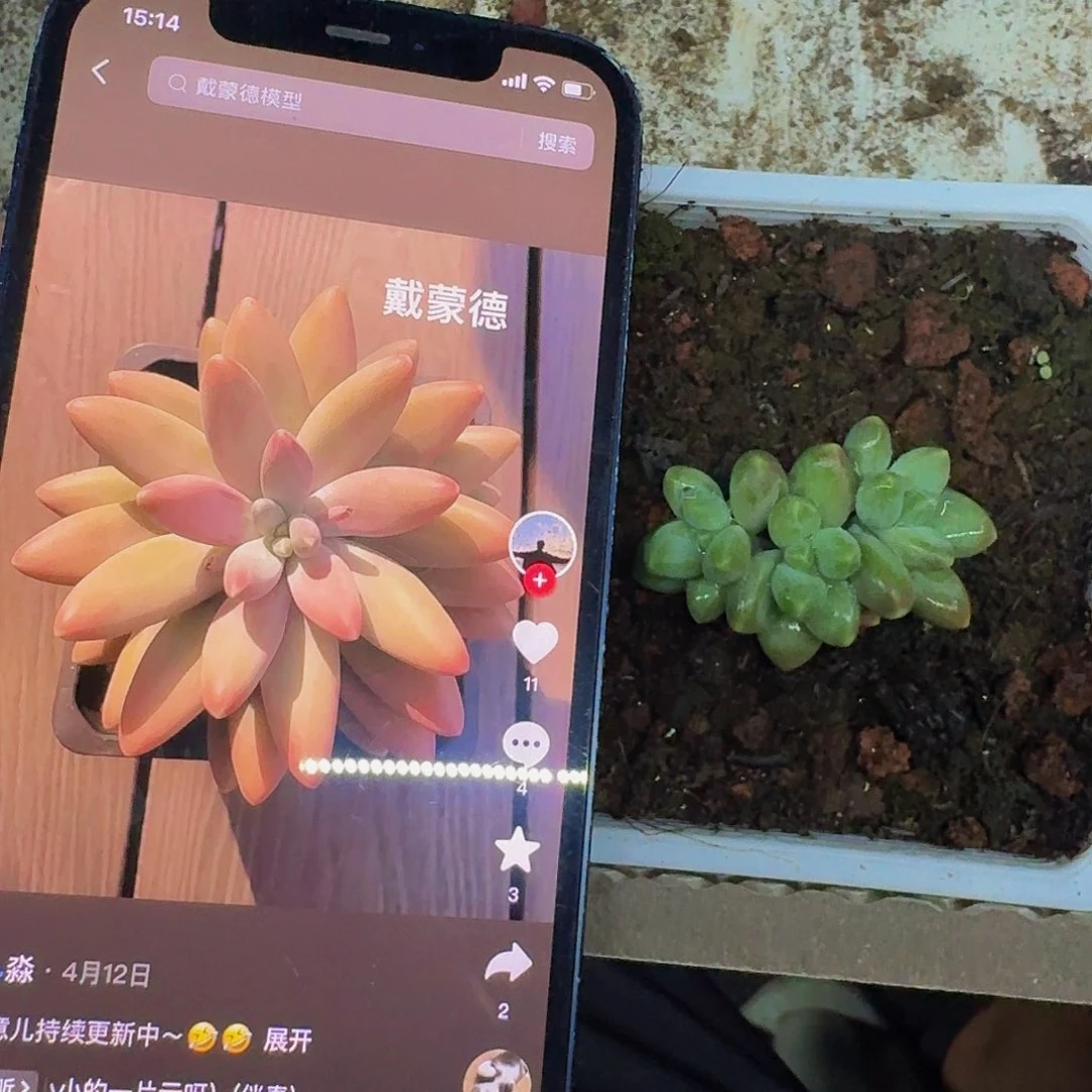 戴蒙德 3头 一物一拍