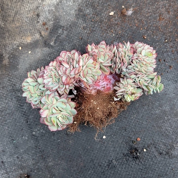 青蛙王子儿童牙膏11