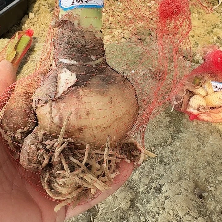 唐妃朱顶红一棵7+带侧