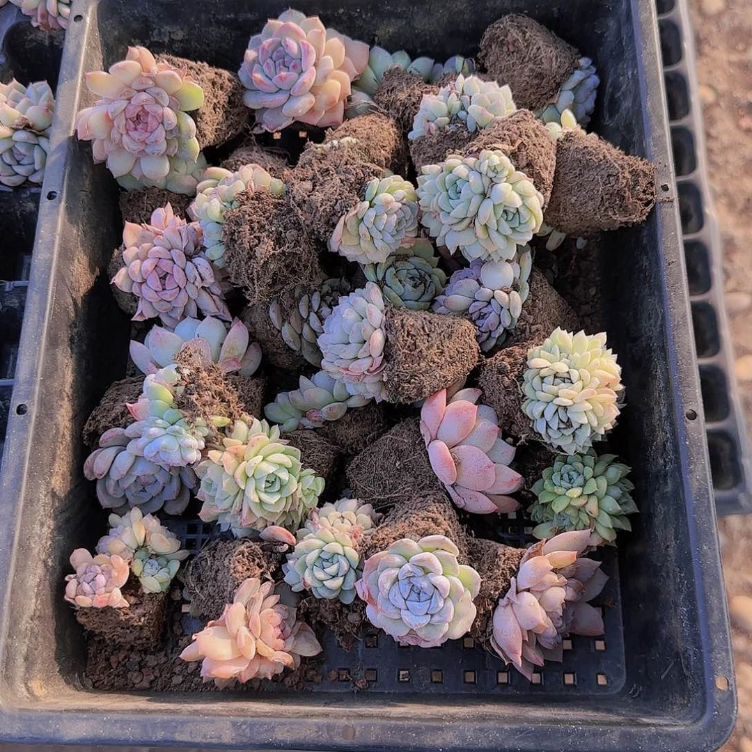 整筐保底25颗以上量拍