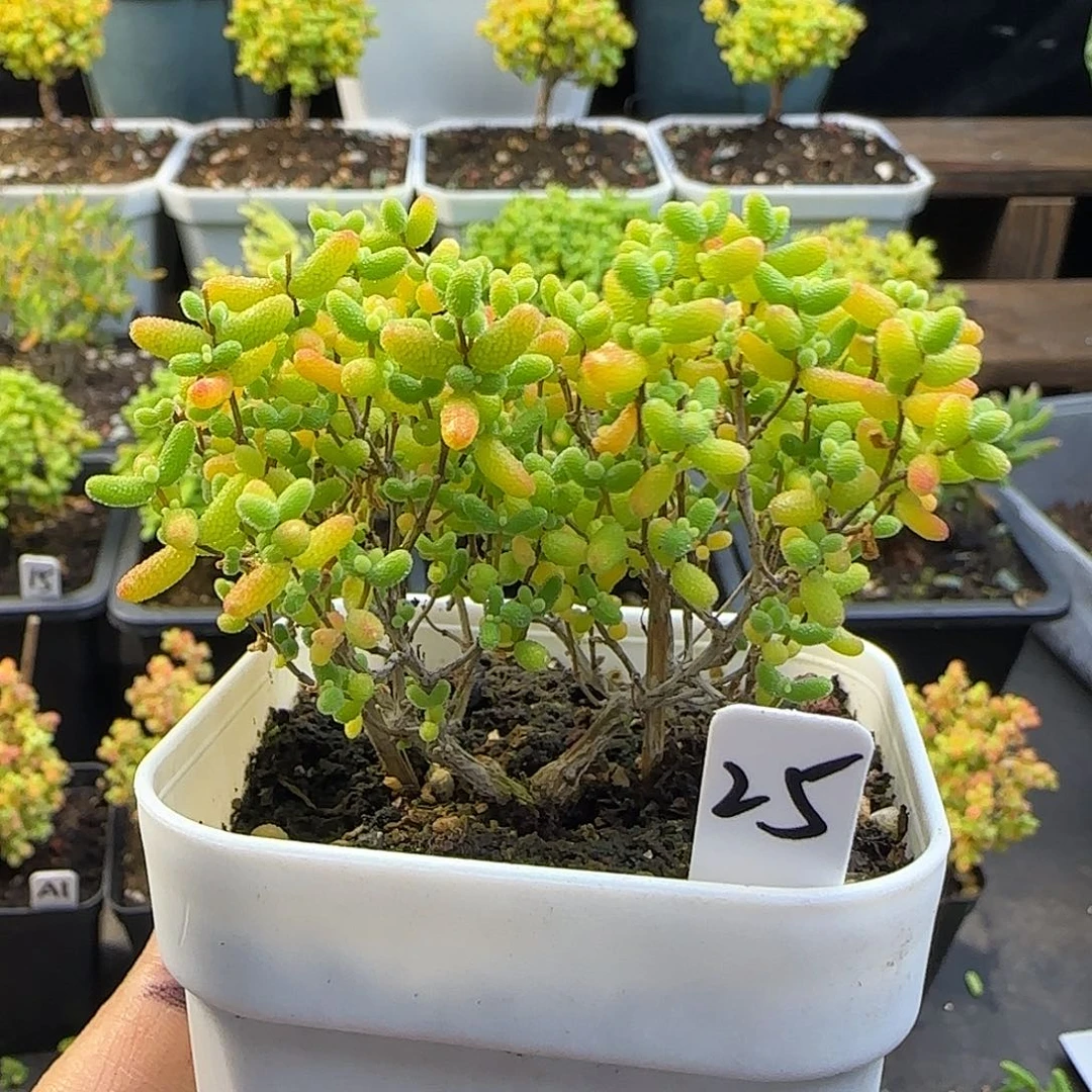 蜜橘糖球一物一拍