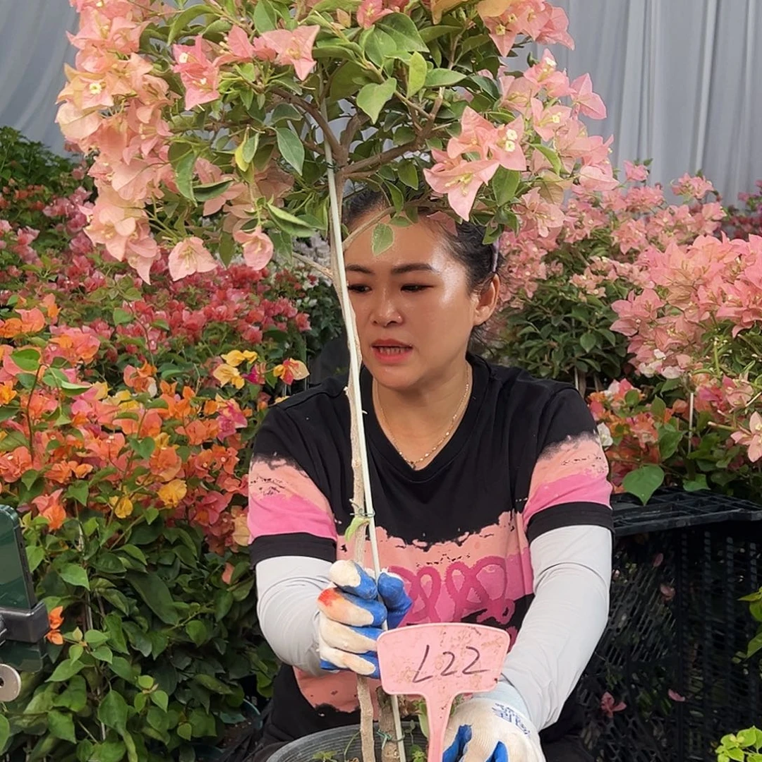 飞***鱼大部分花苞少量开放L22卡亚塔