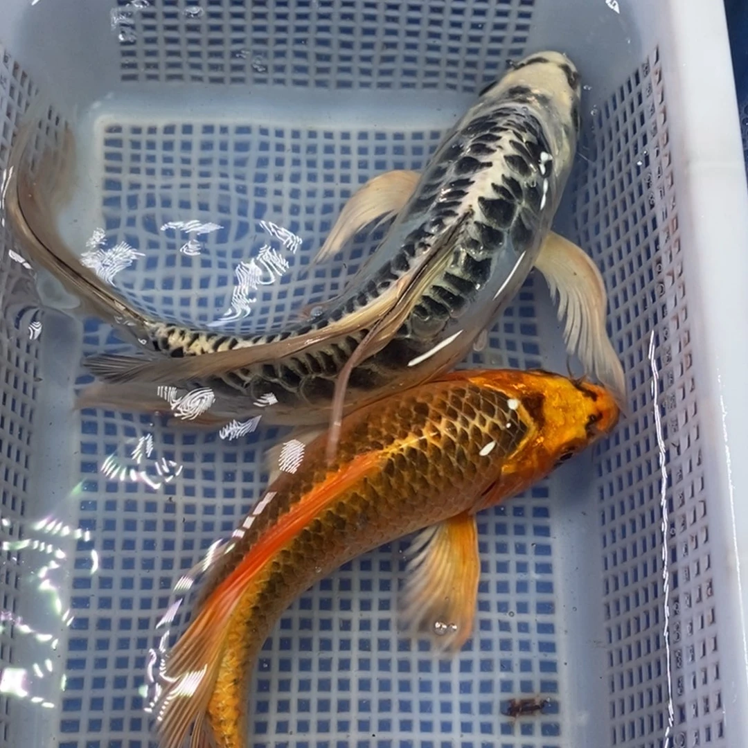 锦鲤冷水锦鲤包邮