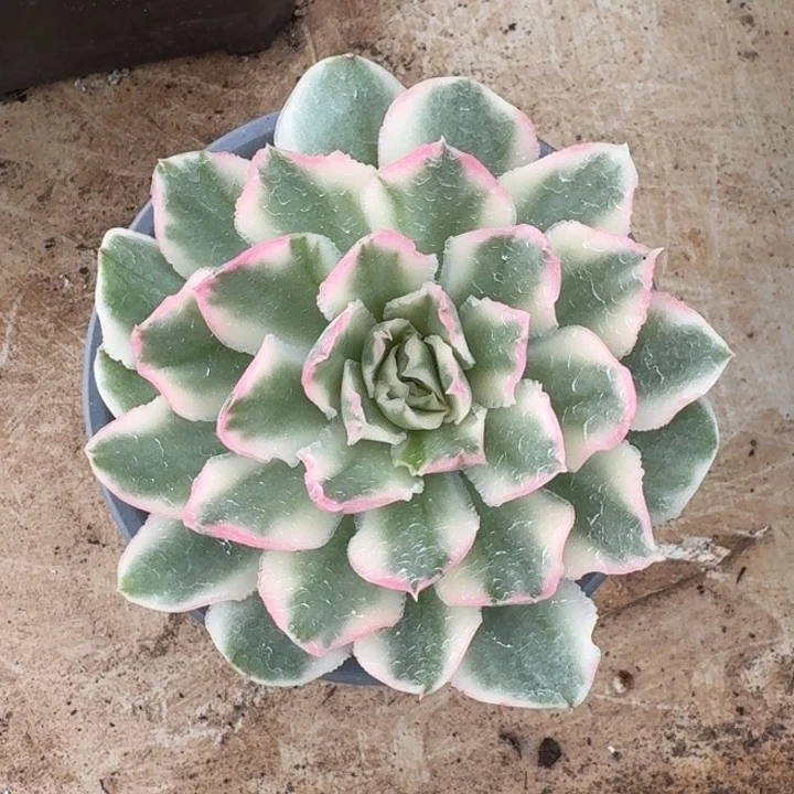 紫蝴蝶锦一物一拍