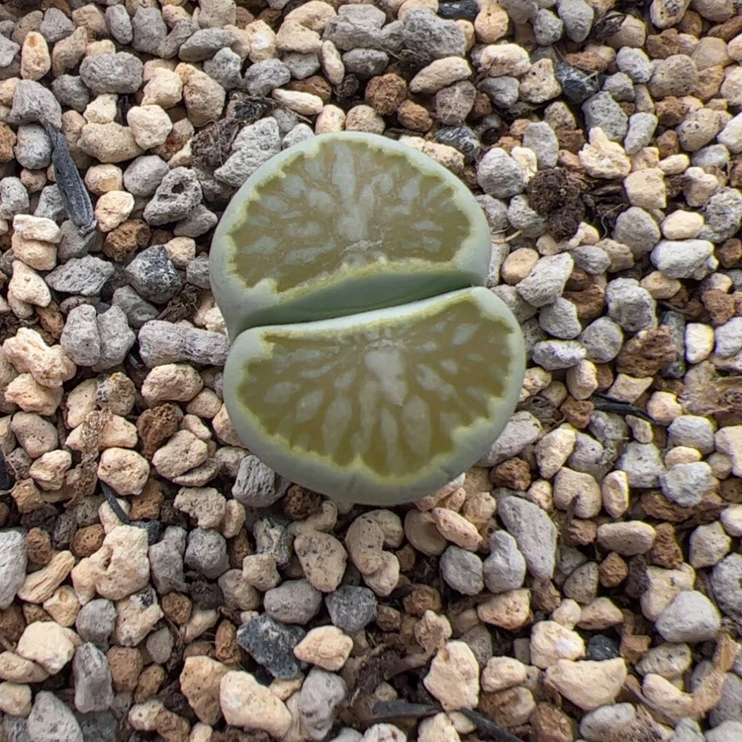 0465号绿菊 多肉植物