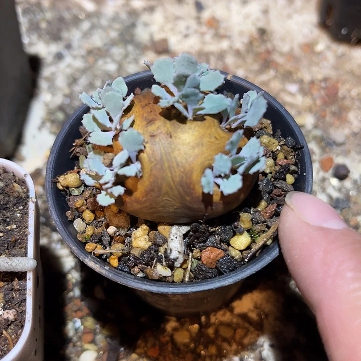 满38包邮2天凑单，脱土晾根发货多肉植物产地格加厚敦菊