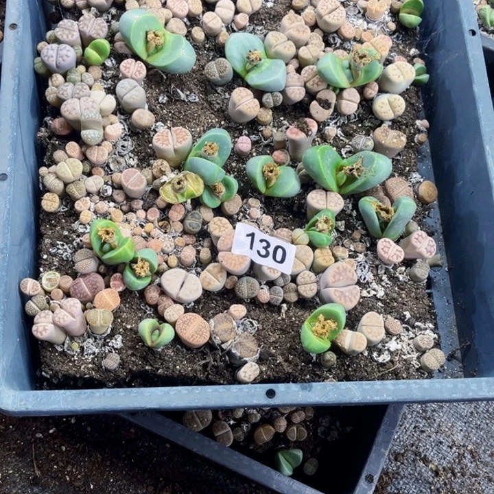 130 生石花一物一图如图初8发货