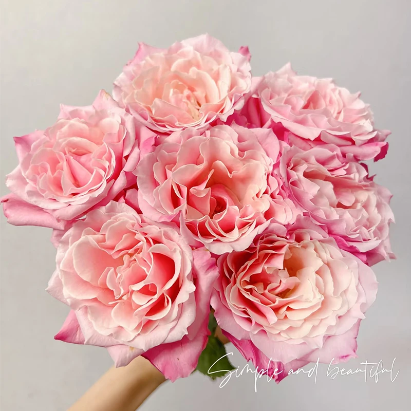 【粉红佩奇】玫瑰【3单包邮顺丰空运/95%市区次日达】