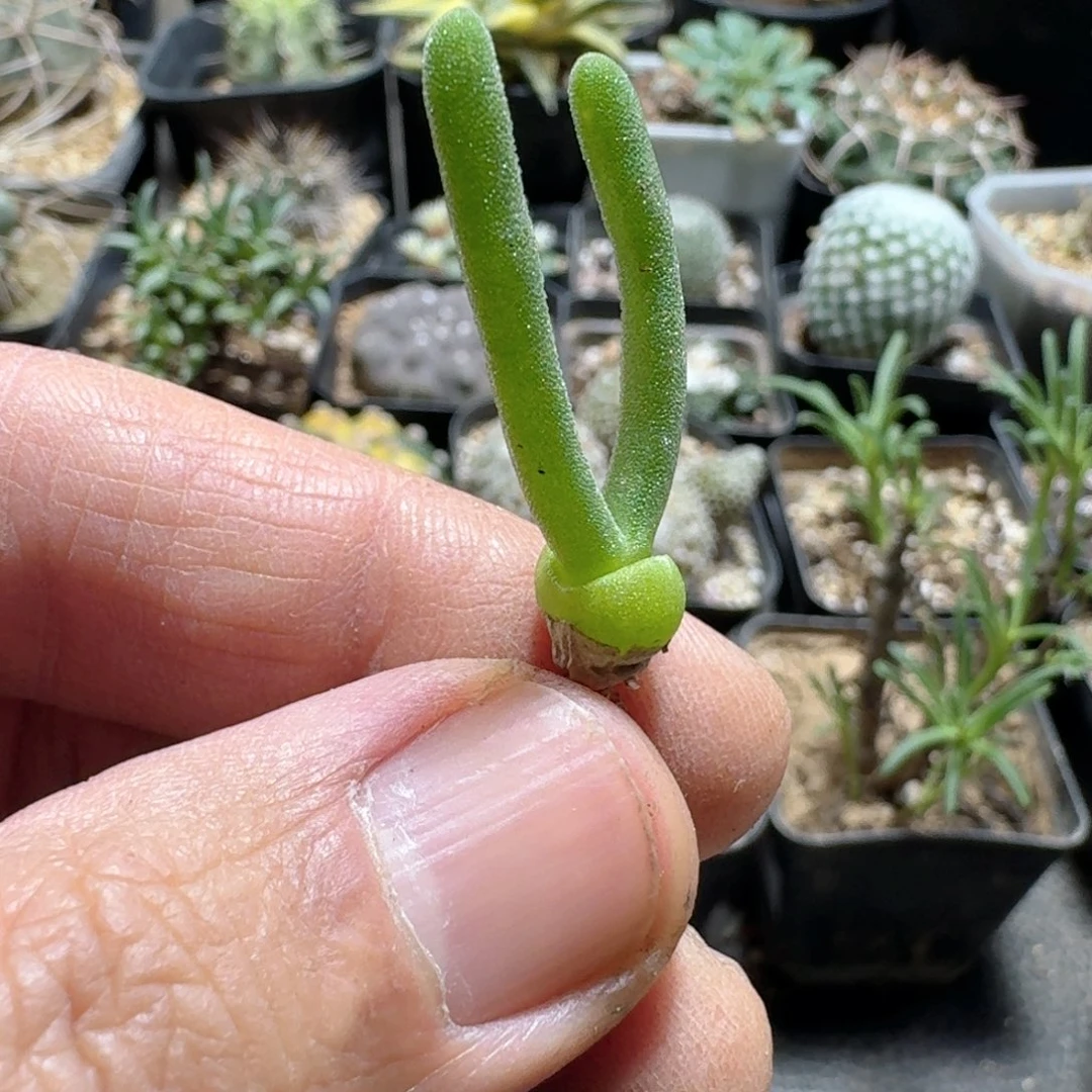 704碧光环脱土发货一个随机