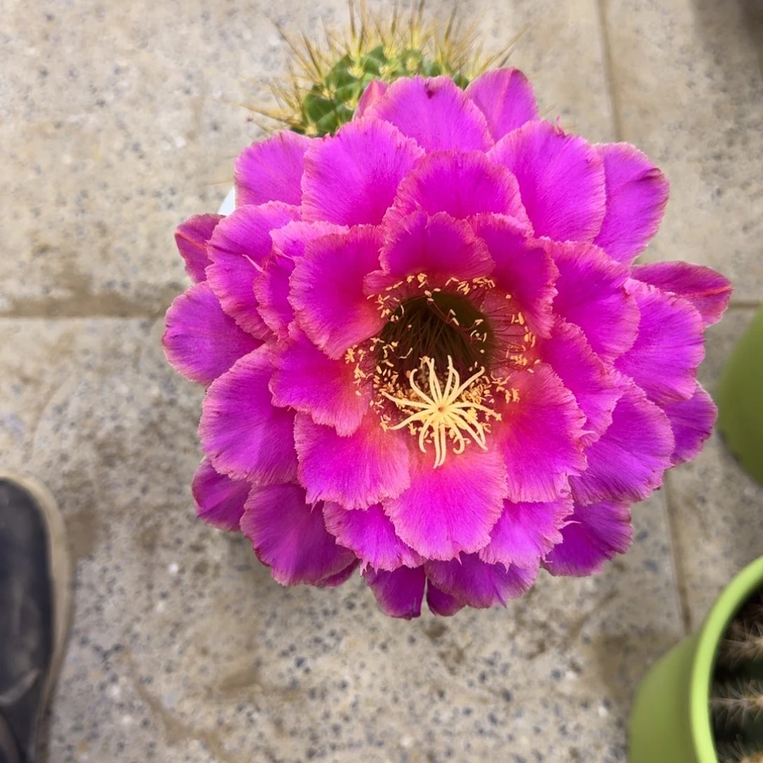 257新品毛花柱根脱土发货落地掰花