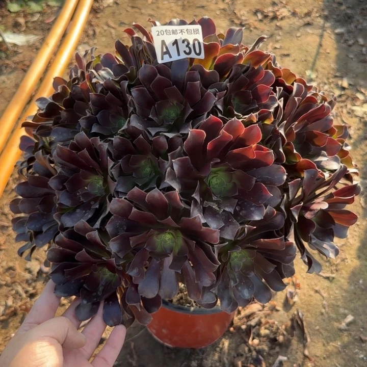 欧紫……多肉植物……