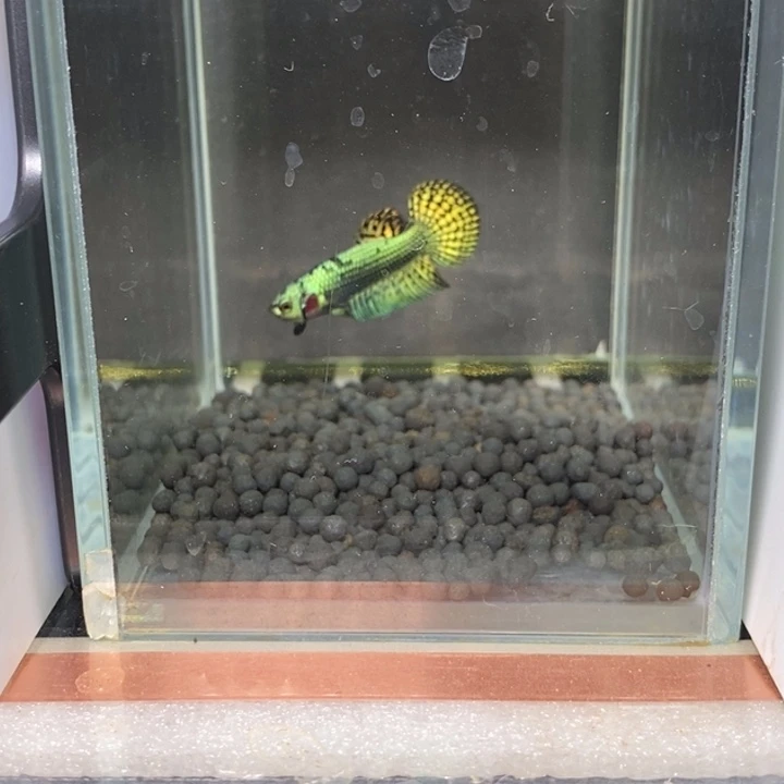 斗鱼泰国斗鱼531号