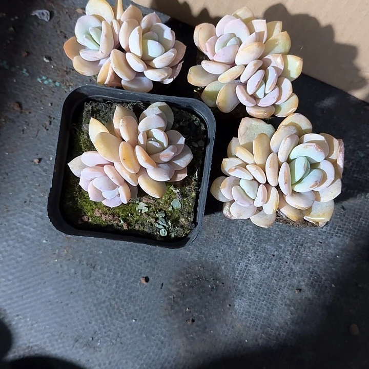 心****师青蛙王子儿童1111