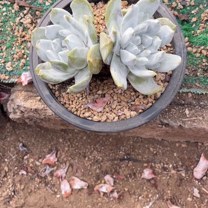 牡丹苹果叶多肉老庄