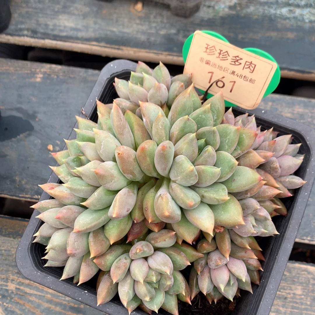 红象牙老桩平头9头