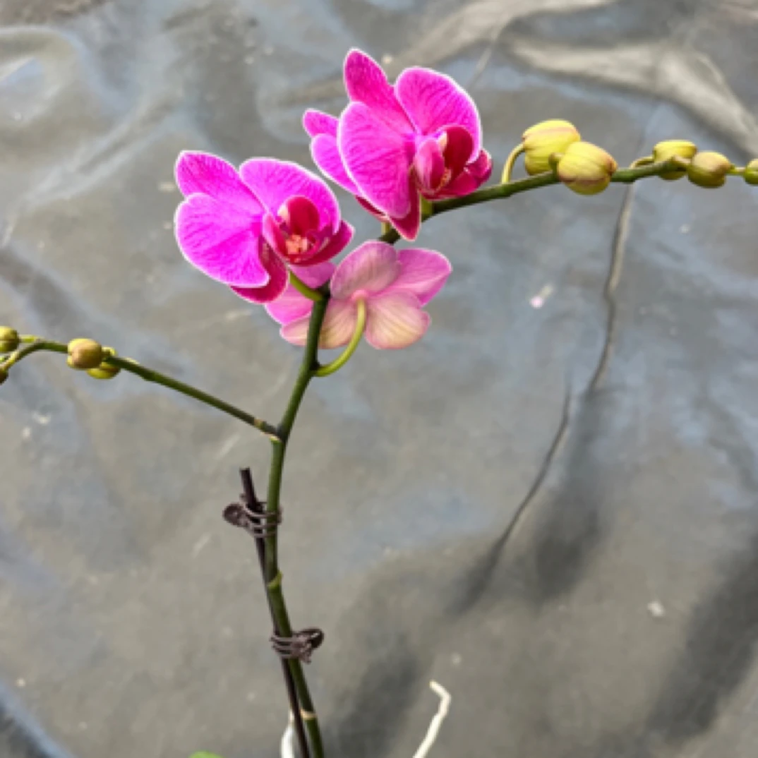 鲜花《梦叶萝莉》蝴蝶兰云南源头基地直发