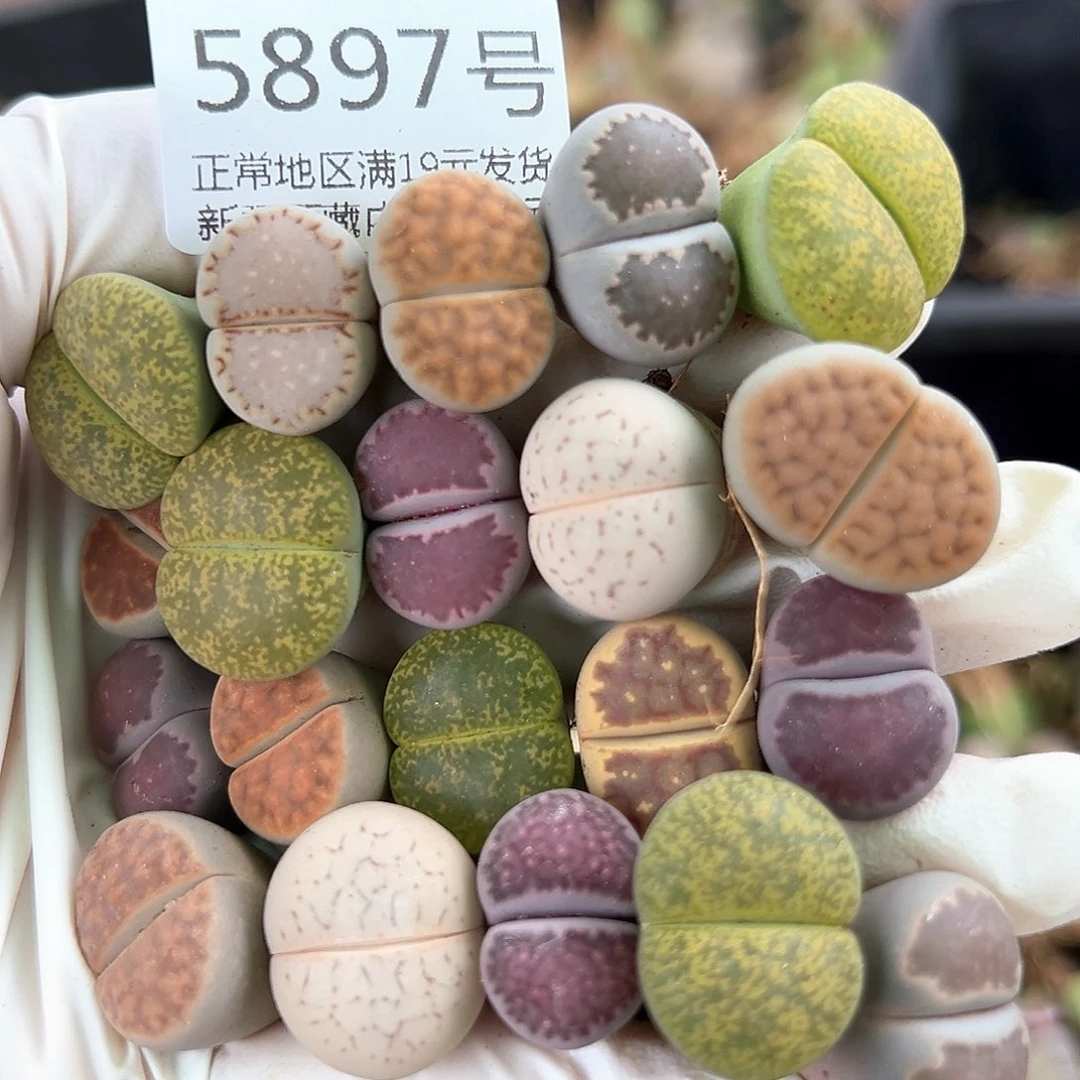 5897 好养易活生石花大母本20个