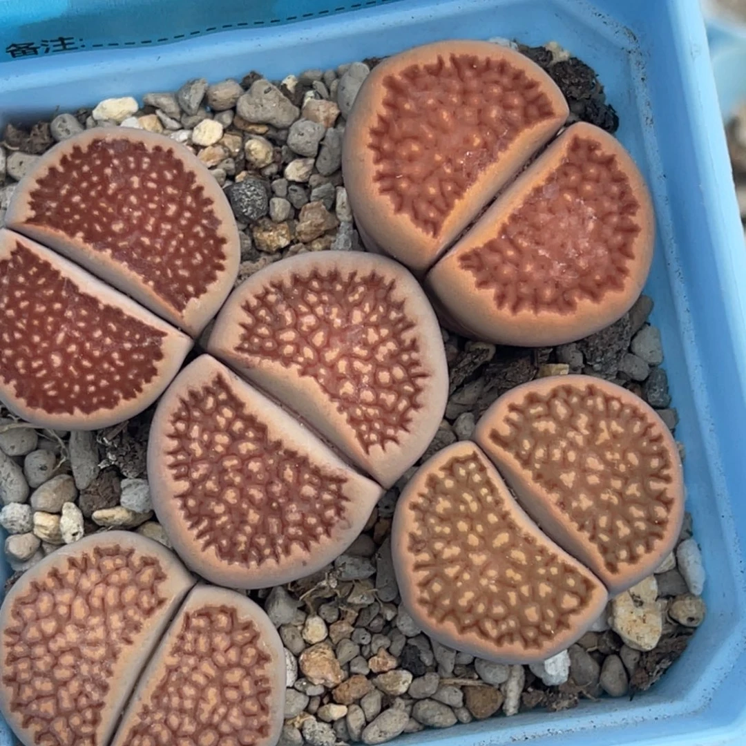 3927红巴里五颗。