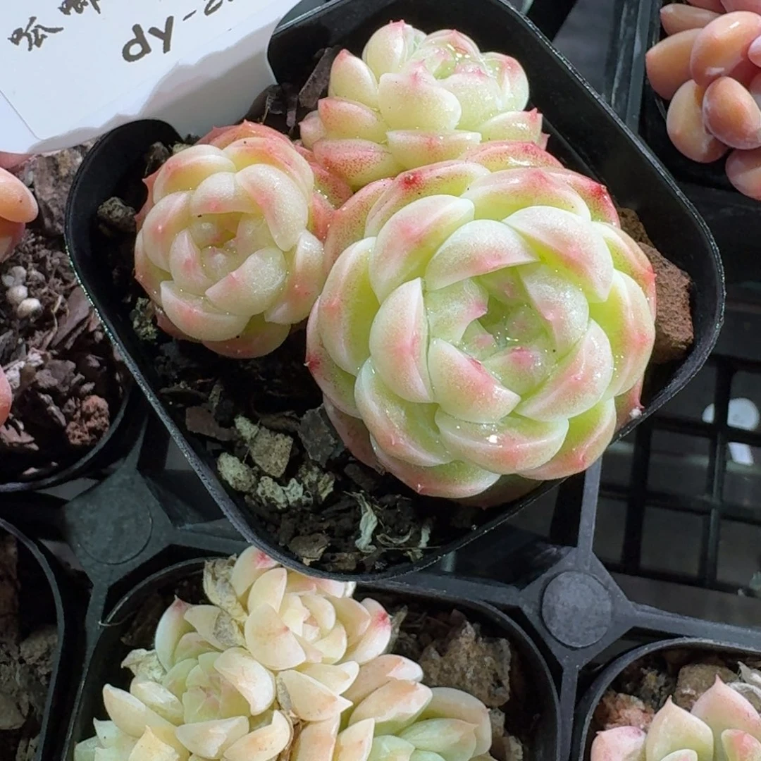 ?****干0129-0218-白桃三头不包整