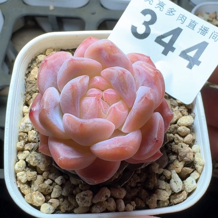腥***绊      下播福利拍够包邮发货