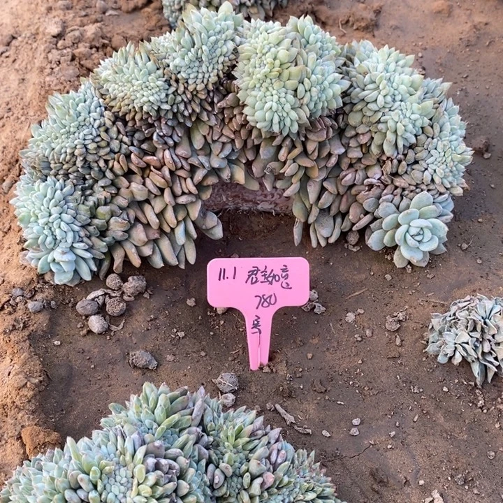 福多多花卉园艺星影