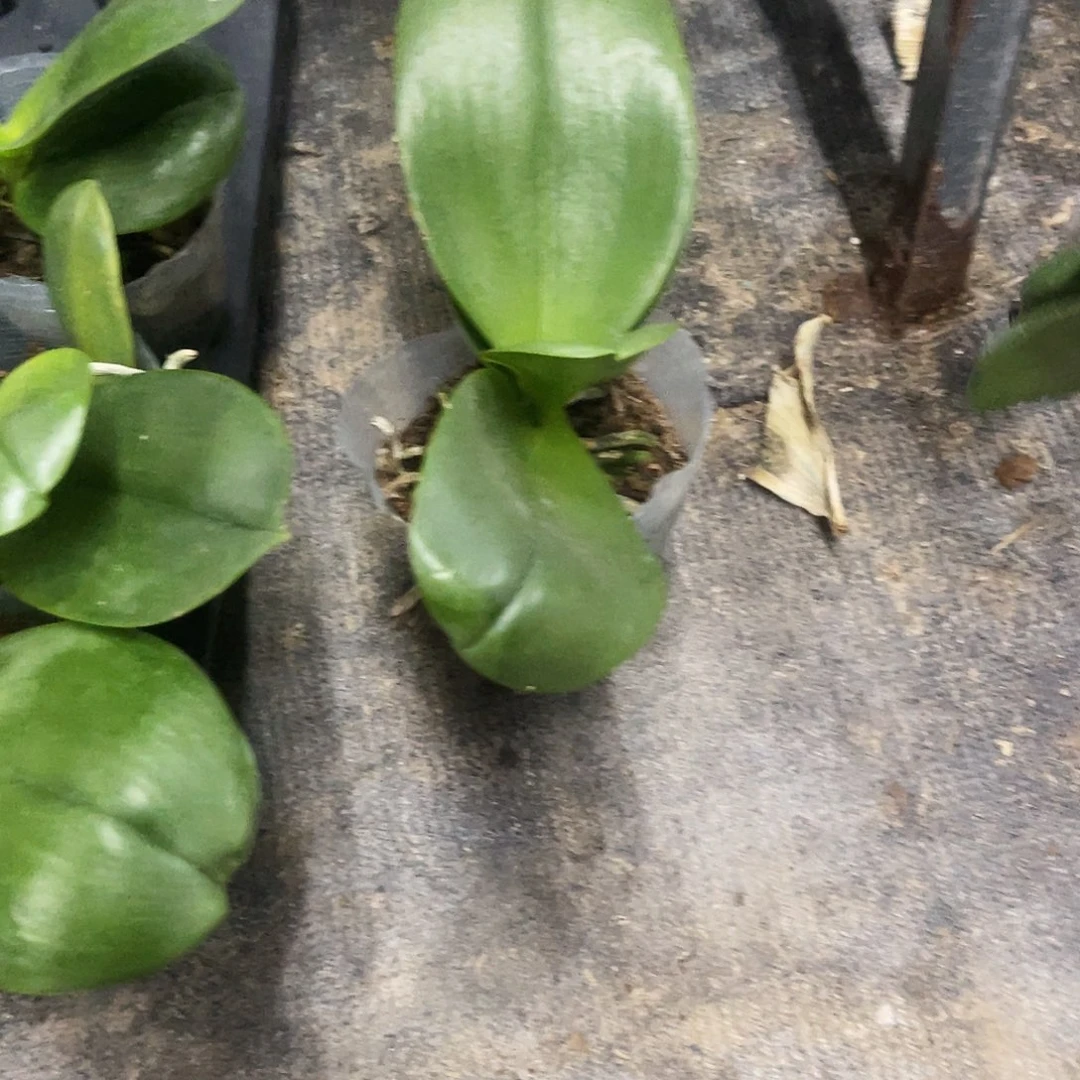 当前无花栽培后可以开花蝴蝶兰香奈儿瑕疵3.0剪过很好