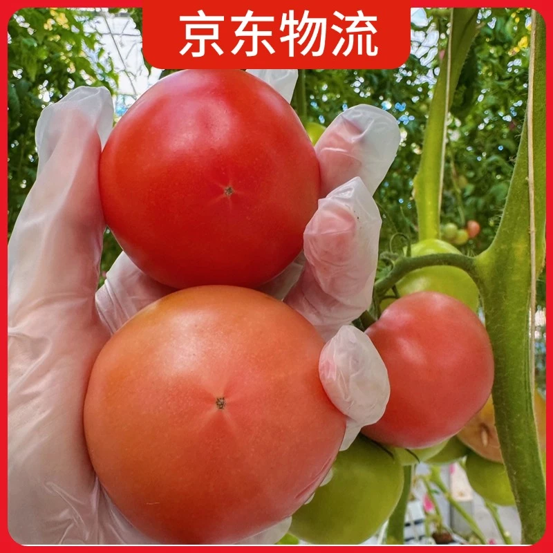 口感西红柿3斤装-沙瓤汁水充足耐储藏