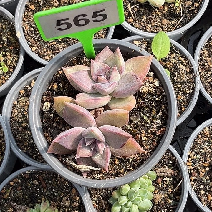 一***家多肉植物紫体美人565