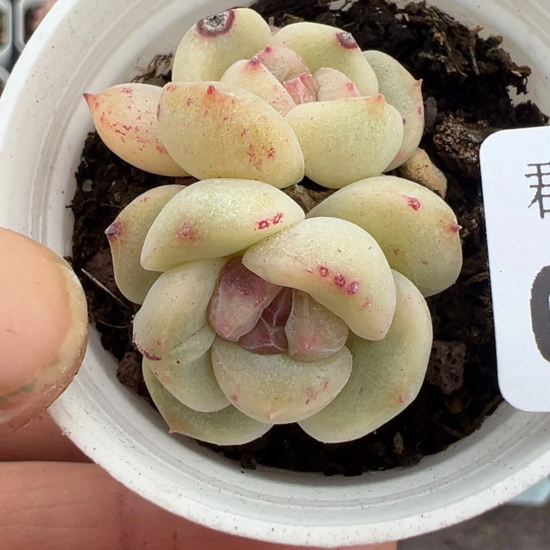 小卡拉米糖心一物一拍2-150