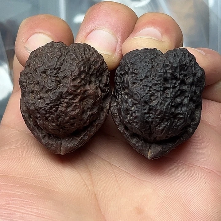 文玩核桃把件12号羊角金蟾40尺