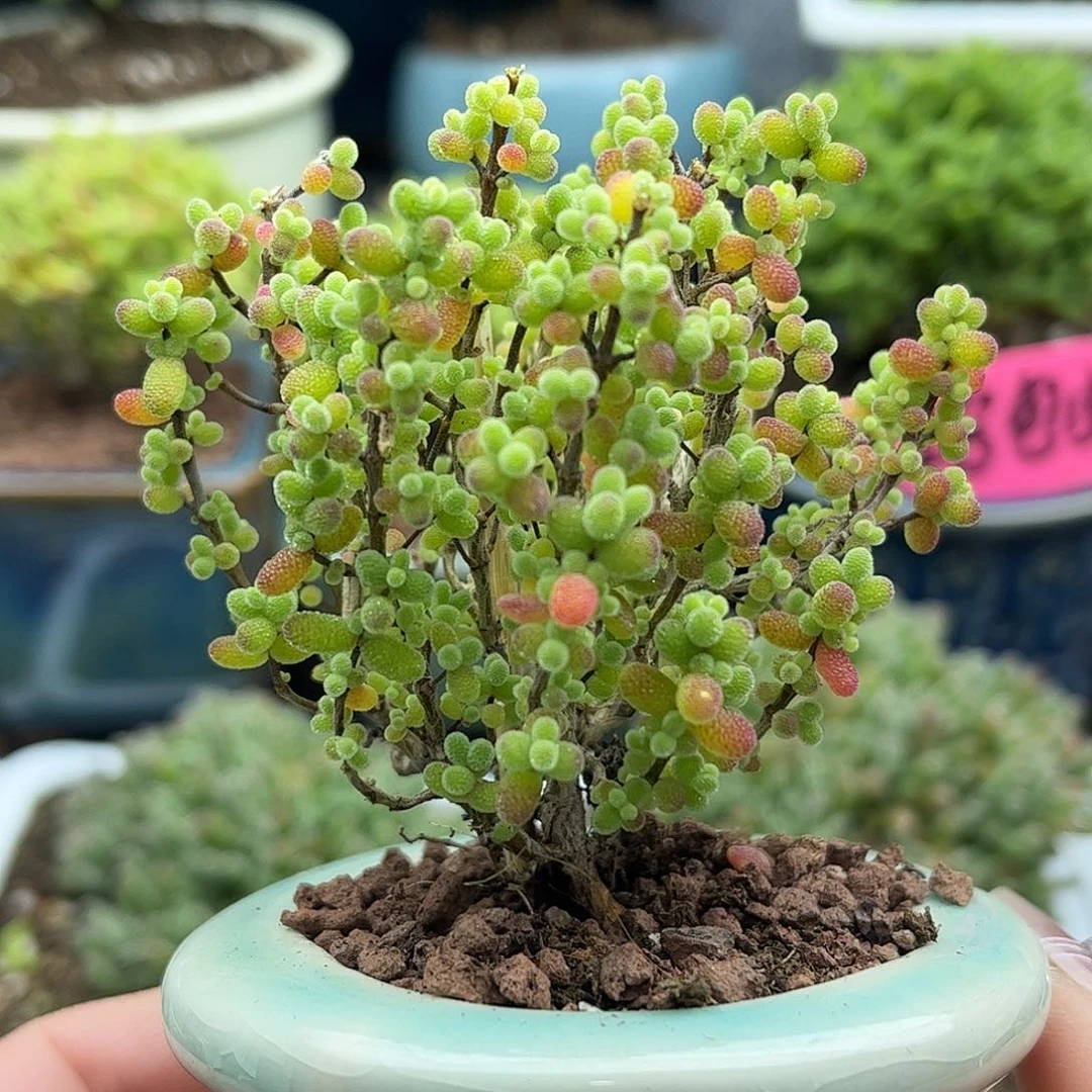 16金桔带盆优选枝干