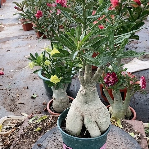 【闪购商品】无花朵大*