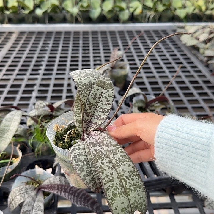 大部分开放少量花苞微瑕