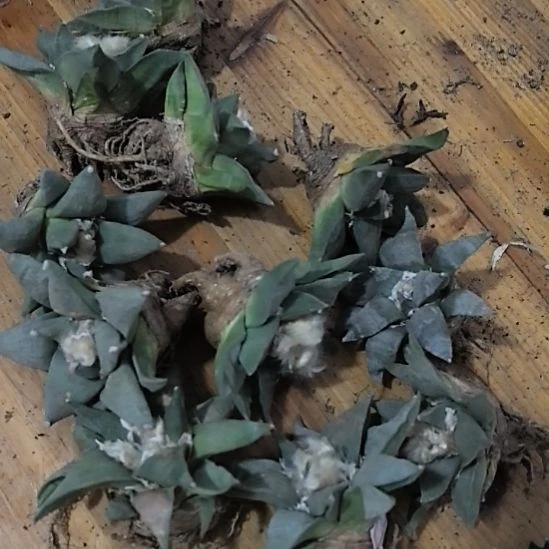 福利实生仙人球，一颗价