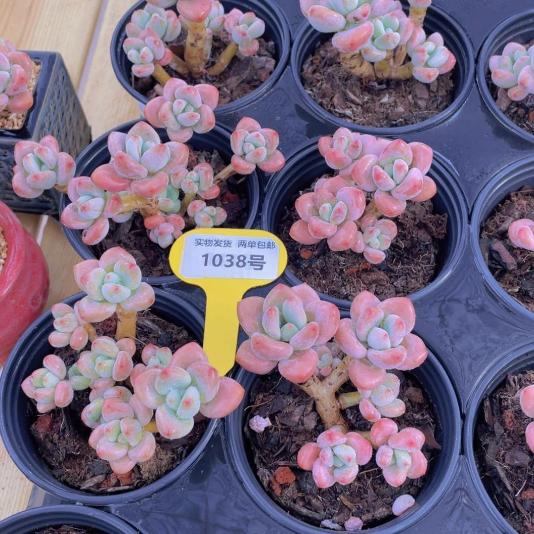 1038号 老桩红洛神粉洛神多头群两个